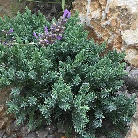 Lavanda In Kriz With Private Swimpool Holiday home