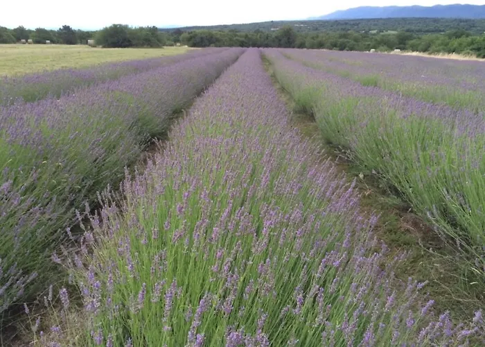 Lavanda In Kriz With Private Swimpool Casa vacanze Sežana