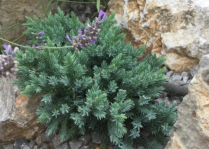 Lavanda In Kriz With Private Swimpool Vakantiehuis