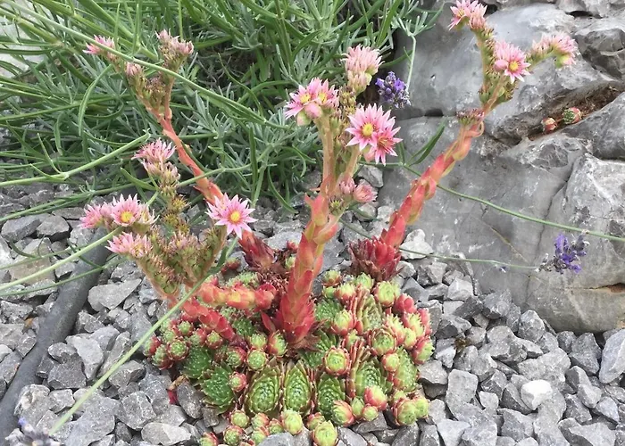 Lavanda In Kriz With Private Swimpool * Sežana